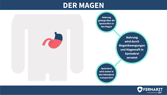 Abbildung zur Funktion des Magens