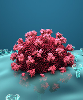 Vermehrungszyklus des HI-Virus