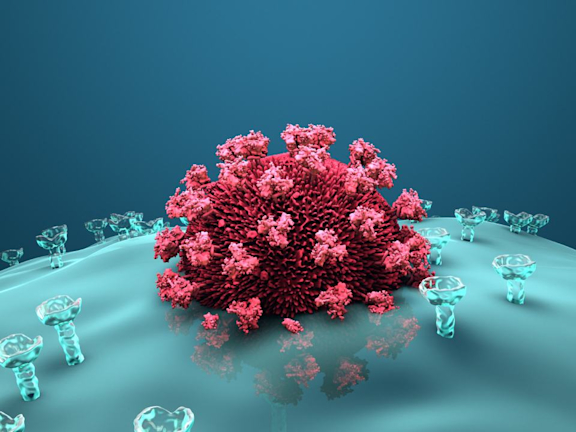 Vermehrungszyklus des HI-Virus