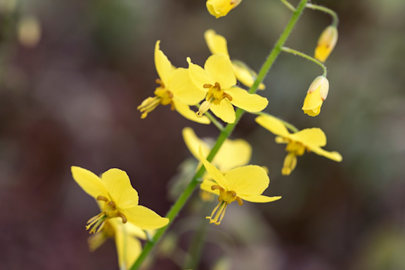 Die gelbe Elfenblume zählt als natürliches Potenzmittel.