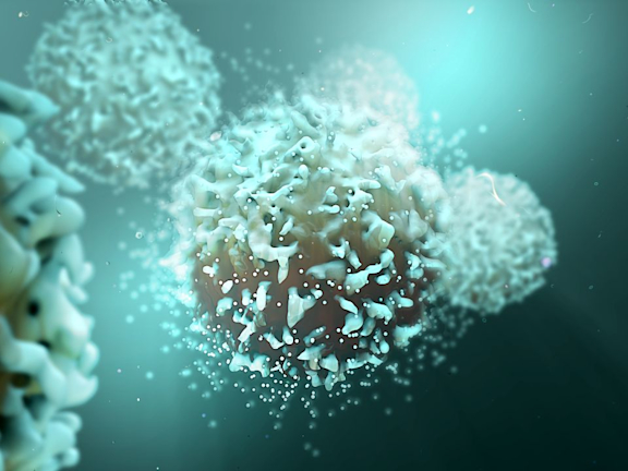 T-Lymphozyten