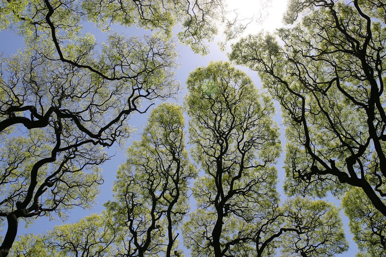 River of Blue- Pairity - AI Explained By Trees