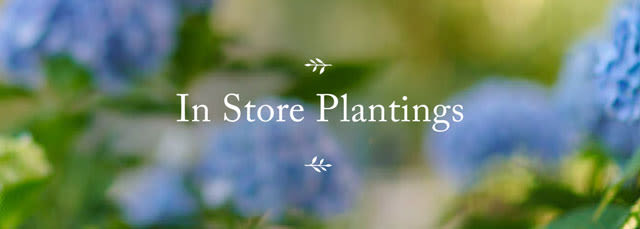 In Store Plantings