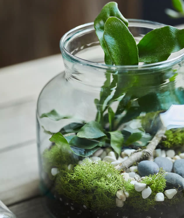 Terrariums