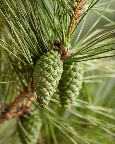 Close-up of green pine cones hanging from a branch with long, thin pine needles in soft focus background.