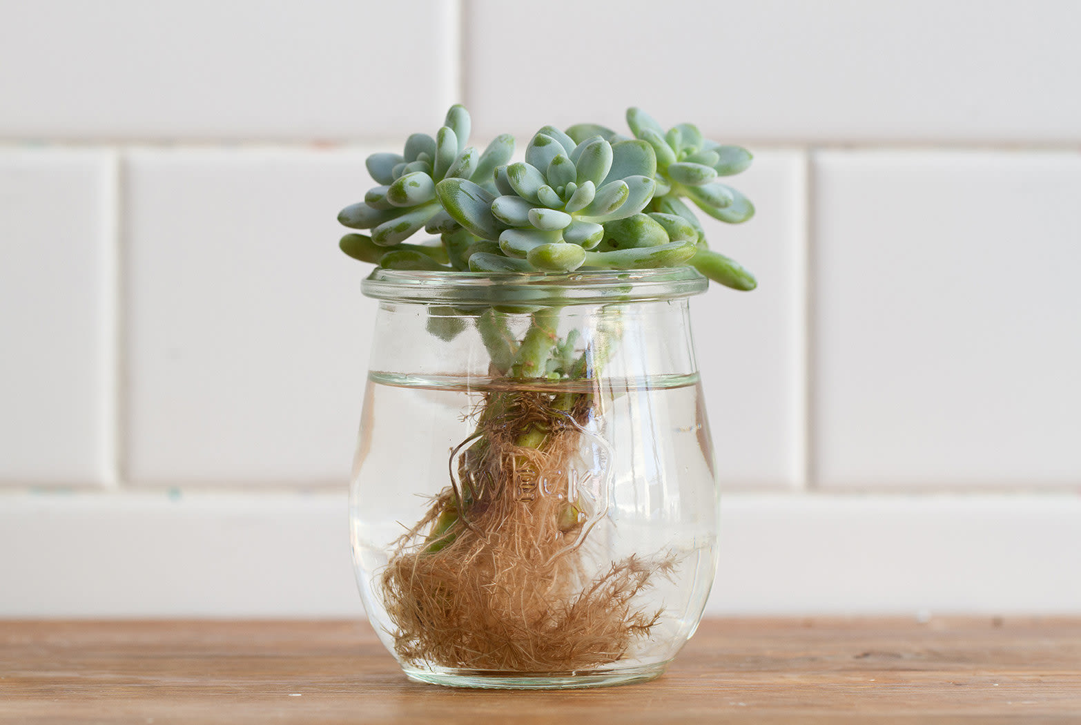 How to Propagate Succulents | Terrain blog post