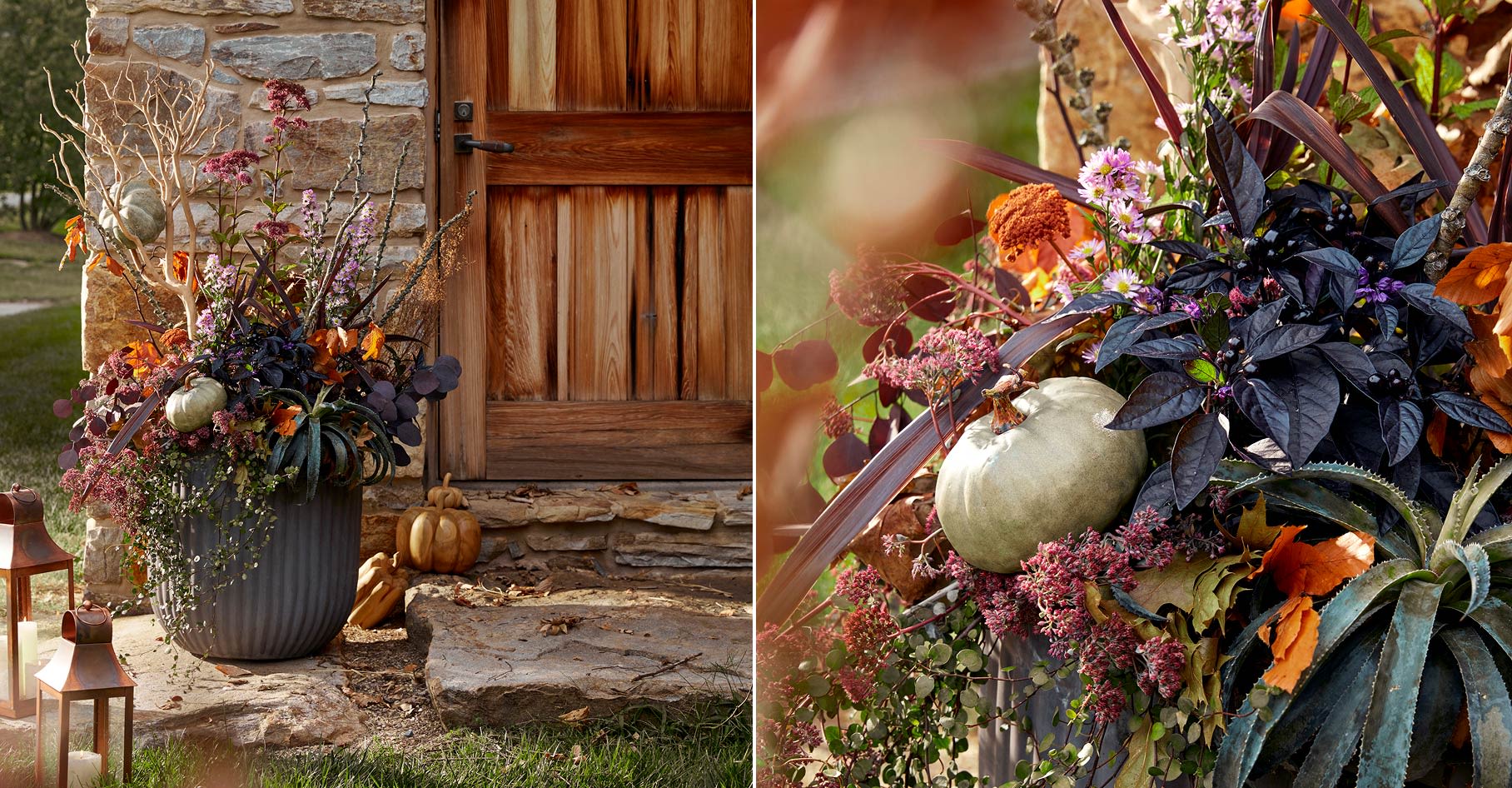 Pumpkins in planters