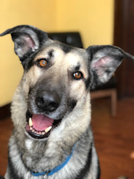 Dog Riley Photo