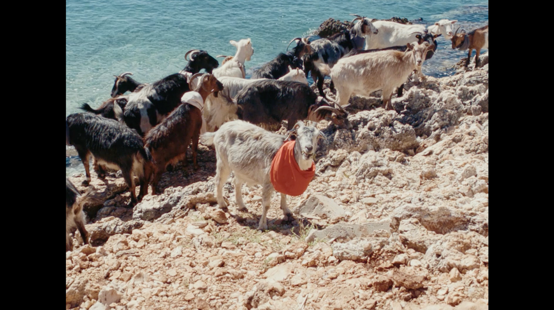 Case | GOATS GOT BAG | GOT BAG | Video