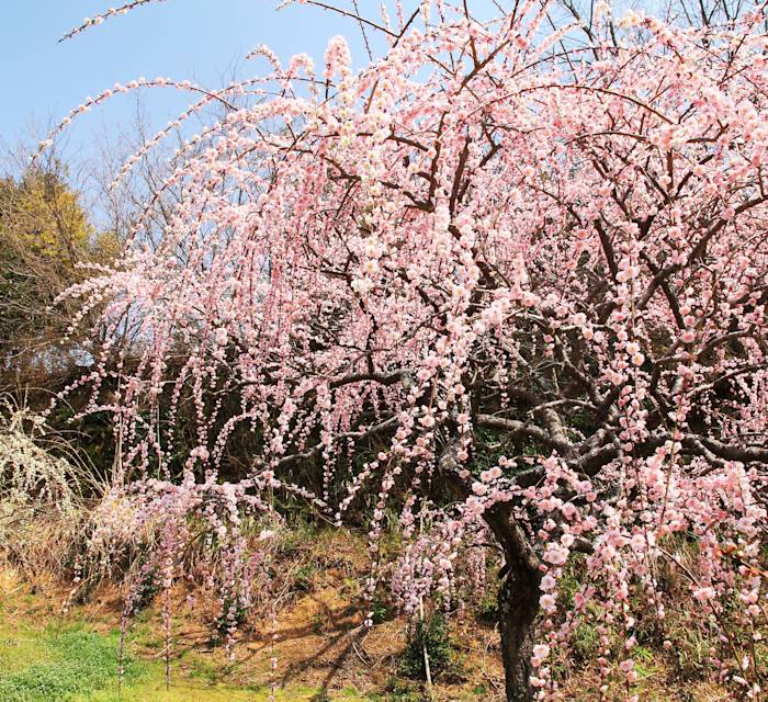 Plum Blossom Festival 01