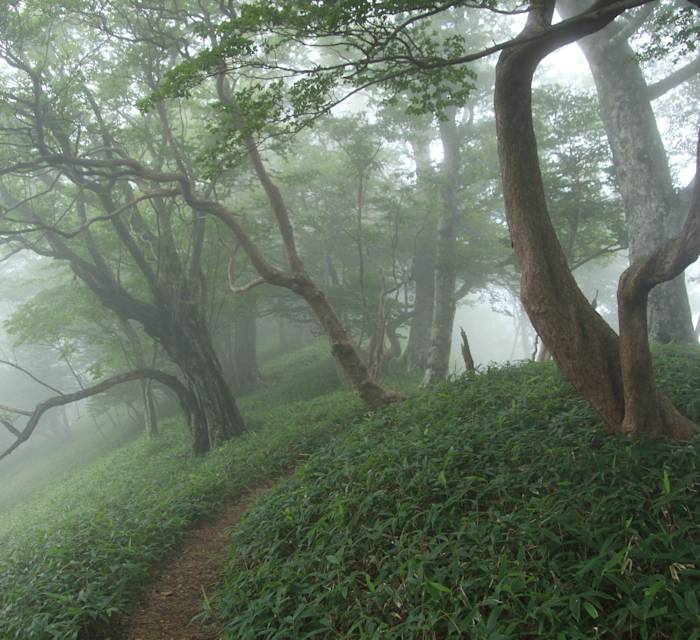 Omine-Okugake Trail 02