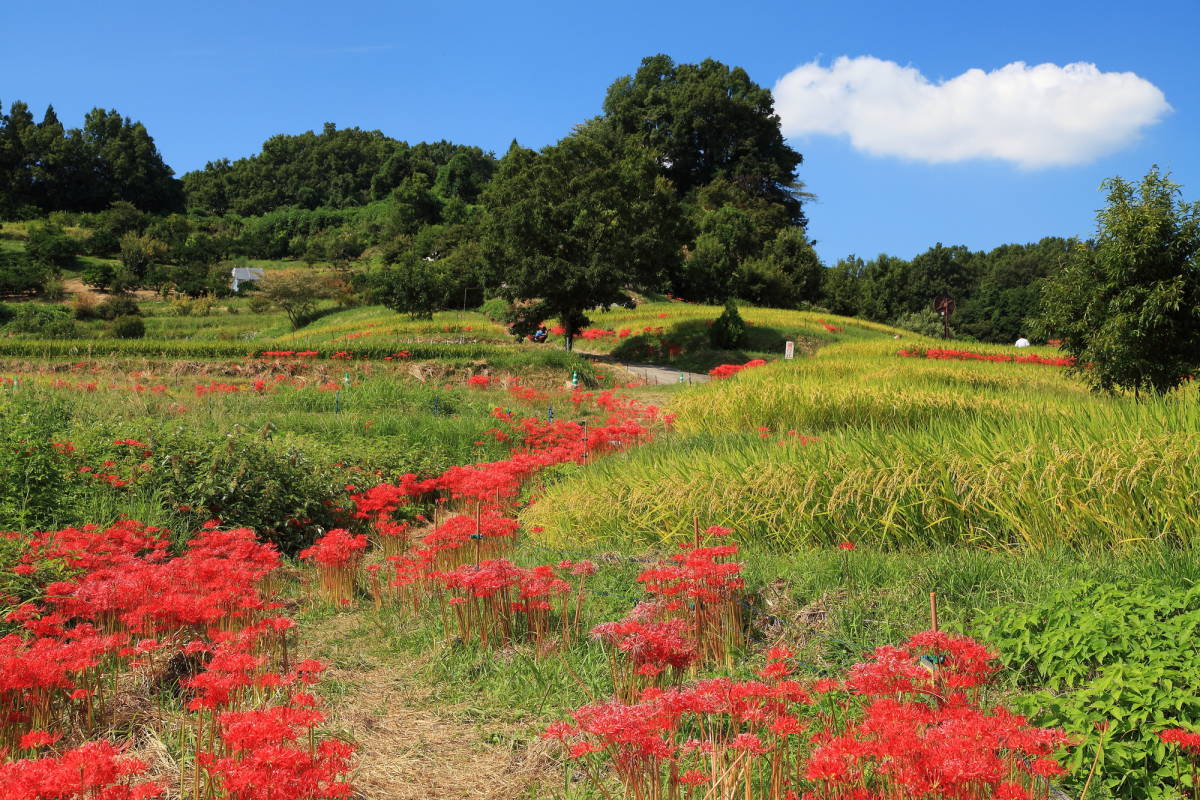 Inabuchi Tanada Terraced Rice Fields