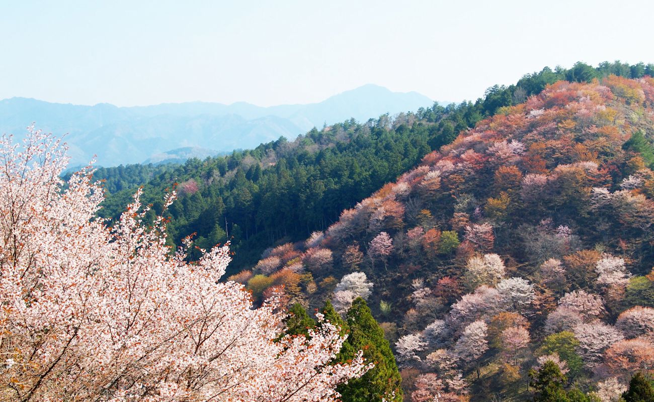 A01250 pixta 13114903 M