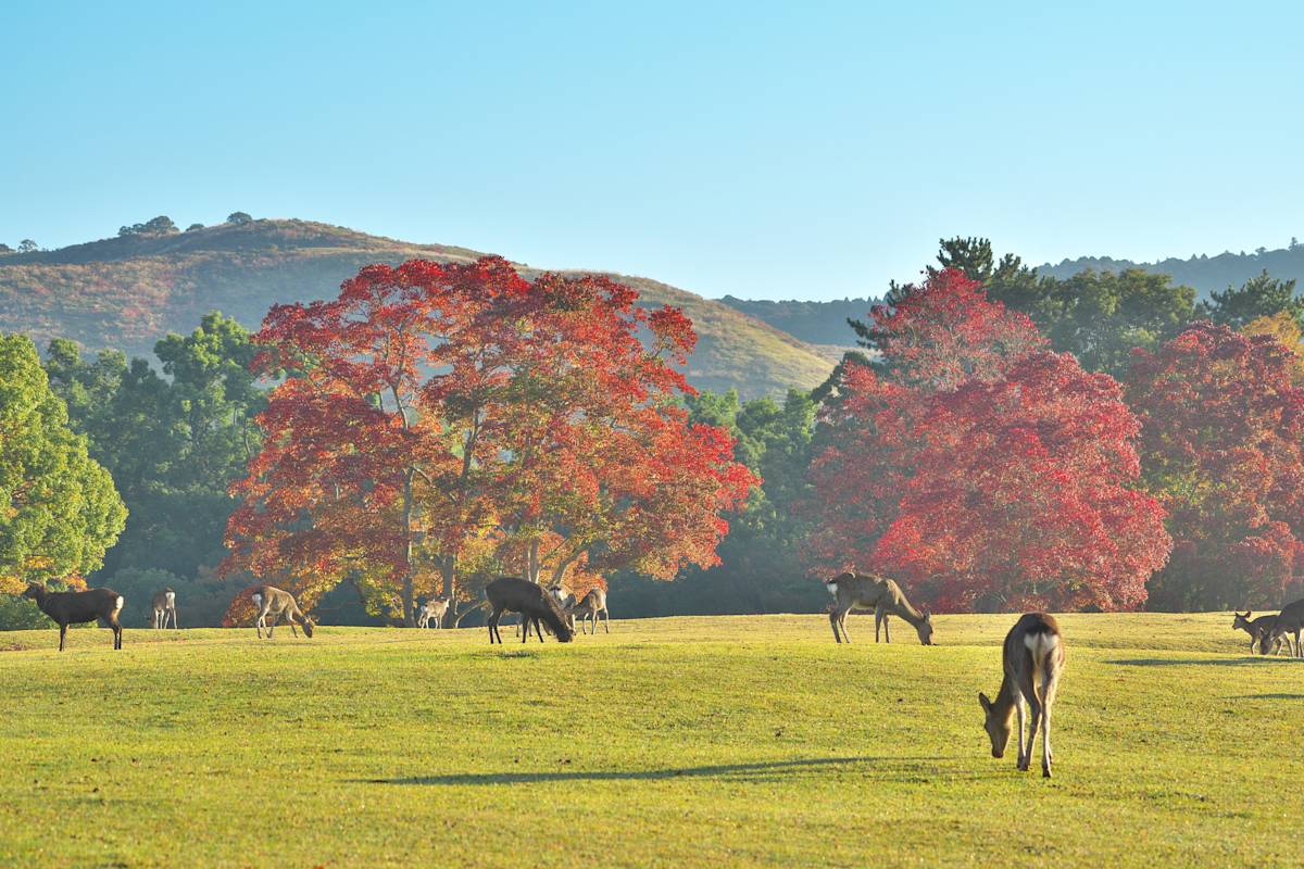 Nara Park
