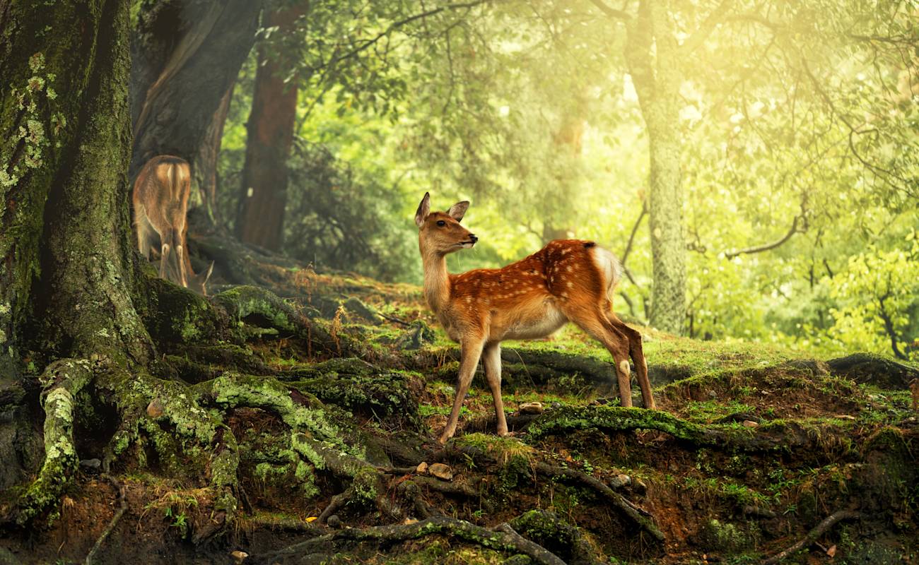 Nara Park