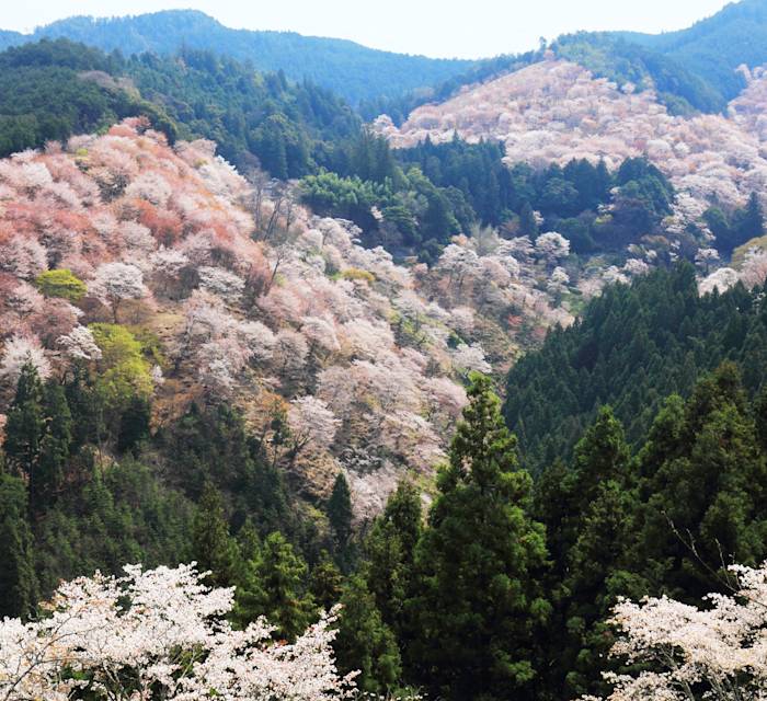 Yoshimizu-jinja Shrine 03