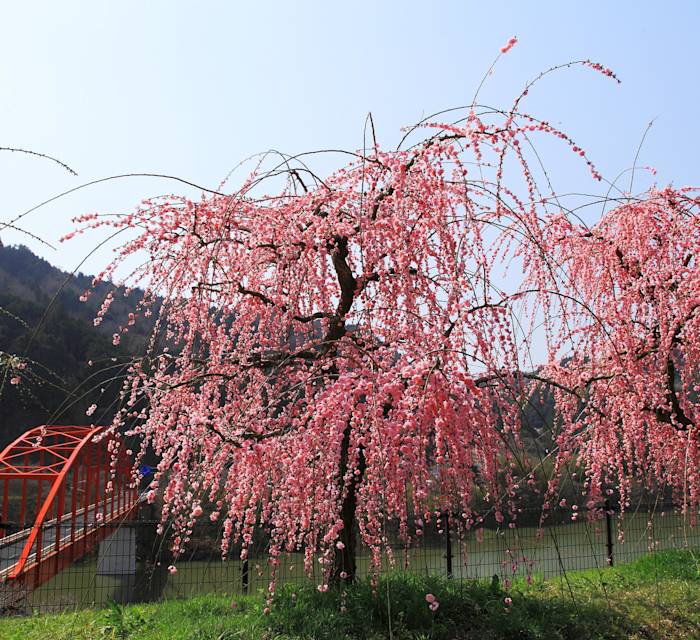 Plum Blossom Festival 02