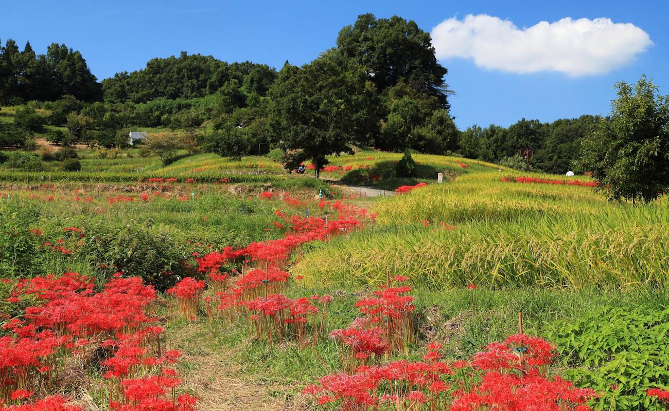 Cluster-Amaryllis Festival