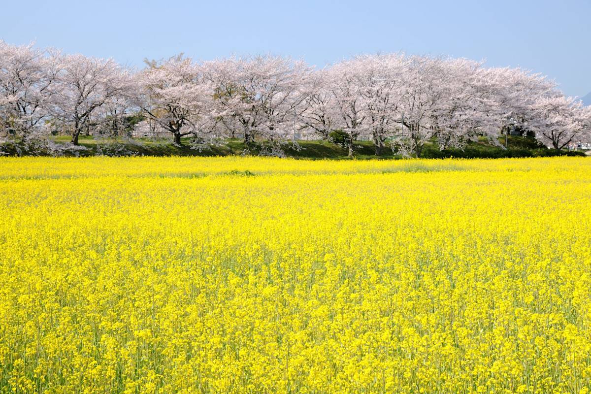 Former Site of Fujiwarakyo Capital