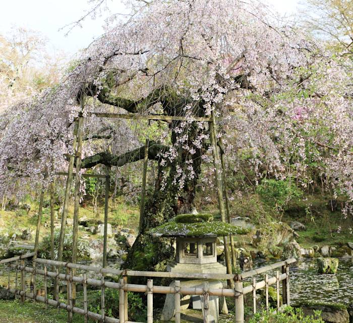 Chikurin-in Temple & Garden 01