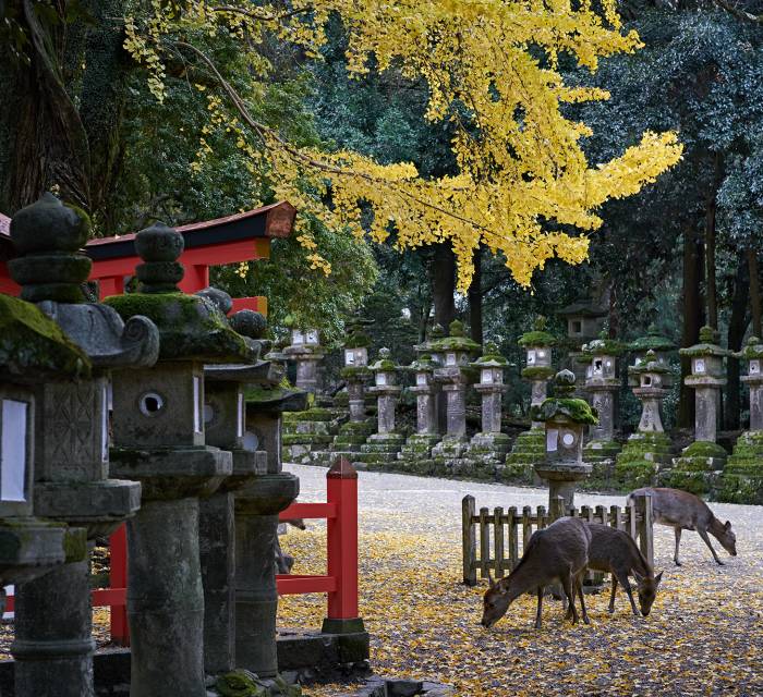 Kasugataisha Shrine 04