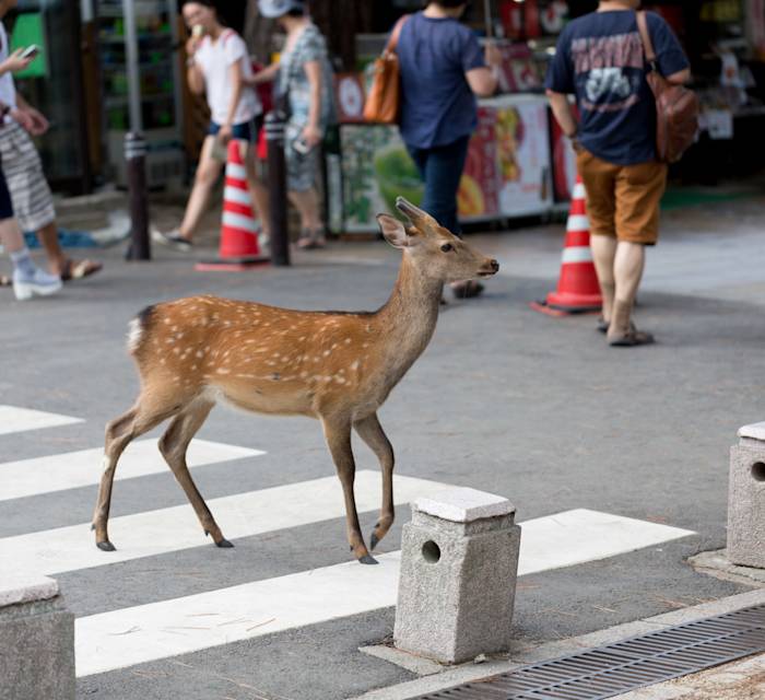 Nara Park 03