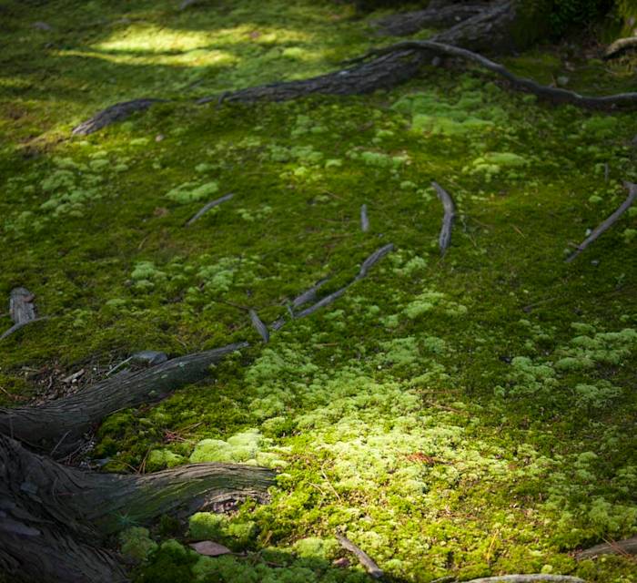 Toshodaiji Temple 02