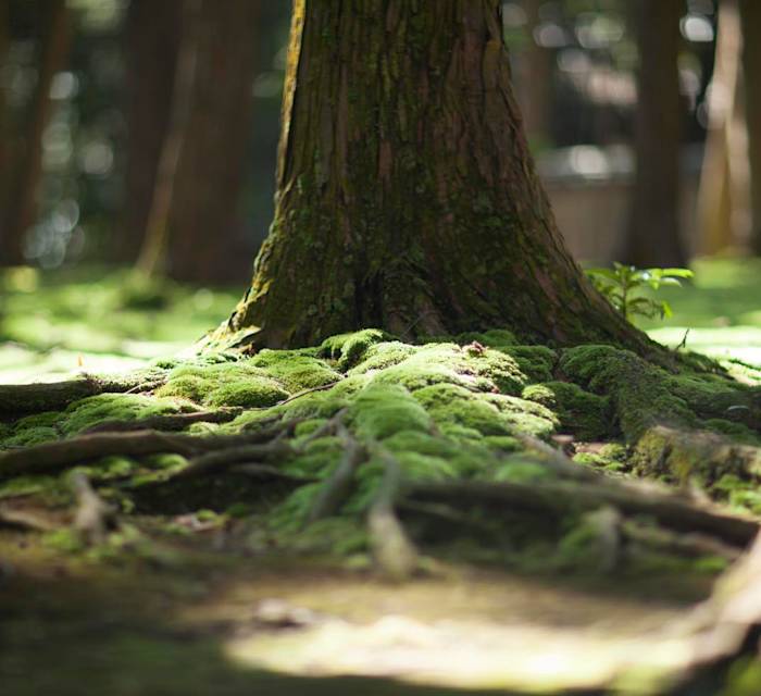 Toshodaiji Temple 03