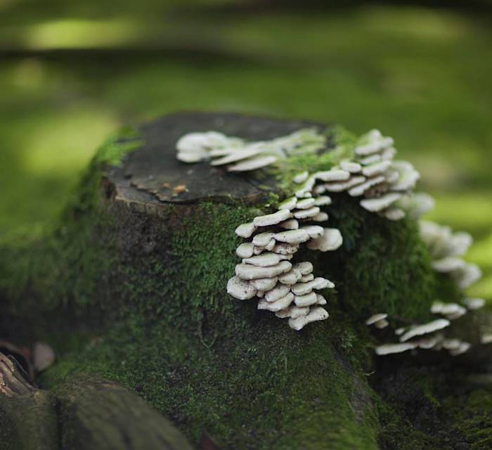 Toshodaiji Temple 04