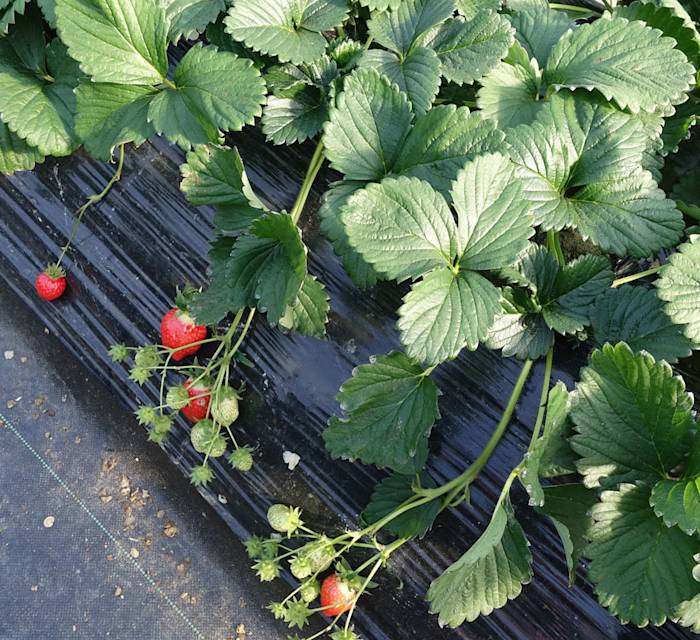 Shigisan Nodokamura Farm 02