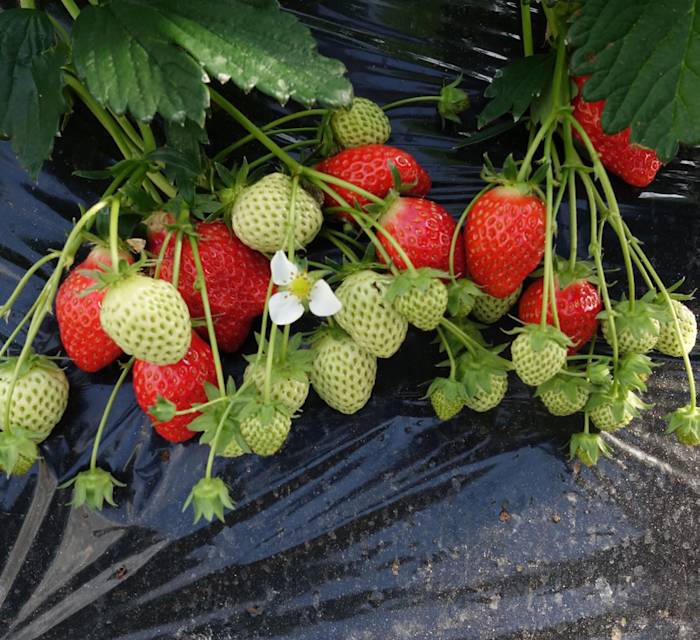 Shigisan Nodokamura Farm 01