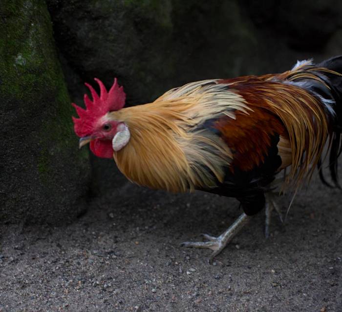 Isonokami Jingu Shrine 02