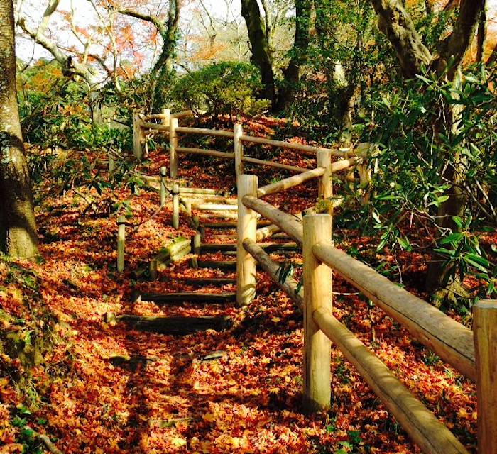 Okadera Autumn Leaves 02