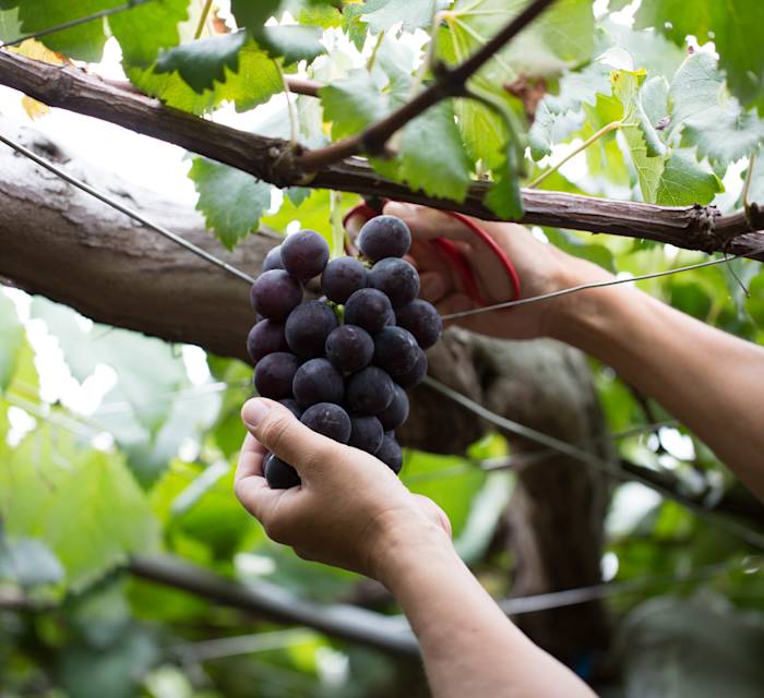 Asuka Grape Farm 02