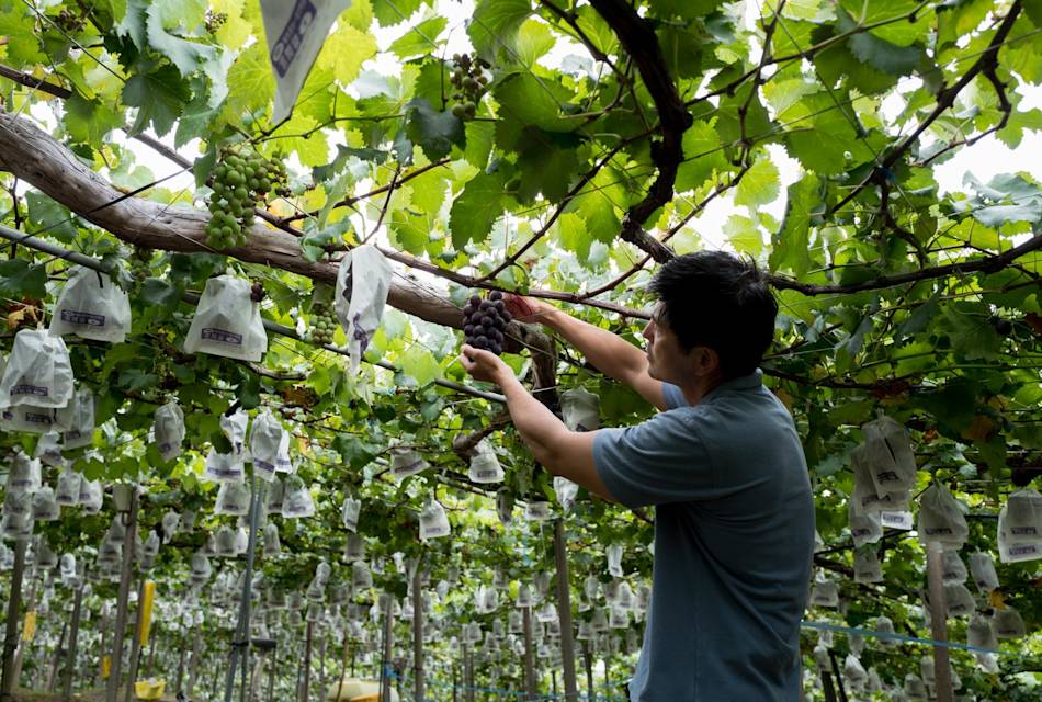 Asuka Grape Farm 01