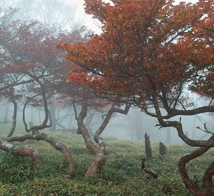 Odaigahara Plateau 02