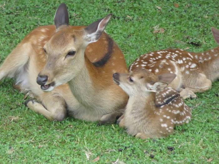 Nara Park Baby Deer 01