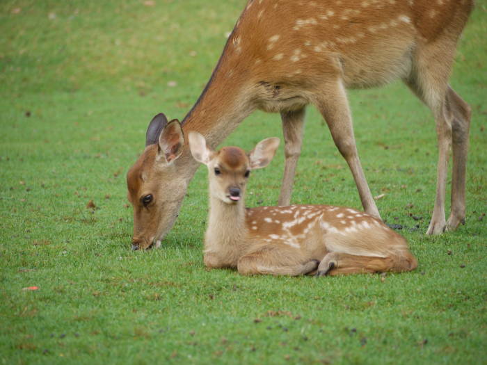 Nara Park Baby Deer 02