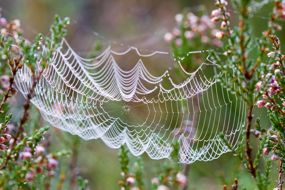 Spiderweb & pink flowers