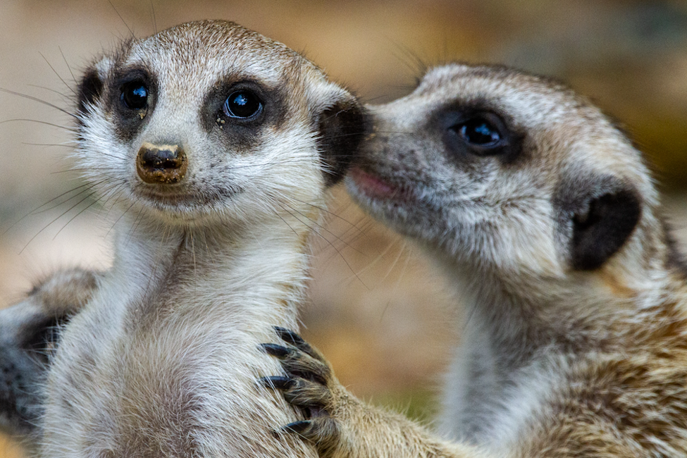 Meerkats whispering