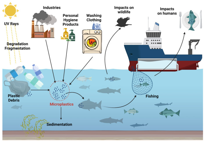 Microplastics: A Real Global Threat for Environment and Food Safety: A State of the Art Review cover