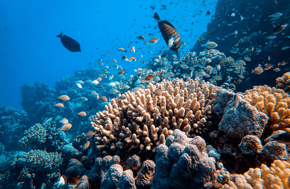 Coral with fish daytime