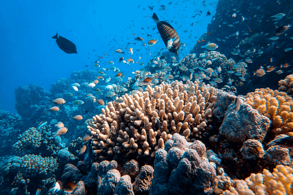 Coral with fish daytime