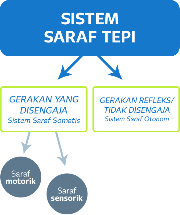 Sistem saraf tepi, kenali klasifikasinya