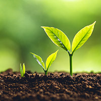Organic growth