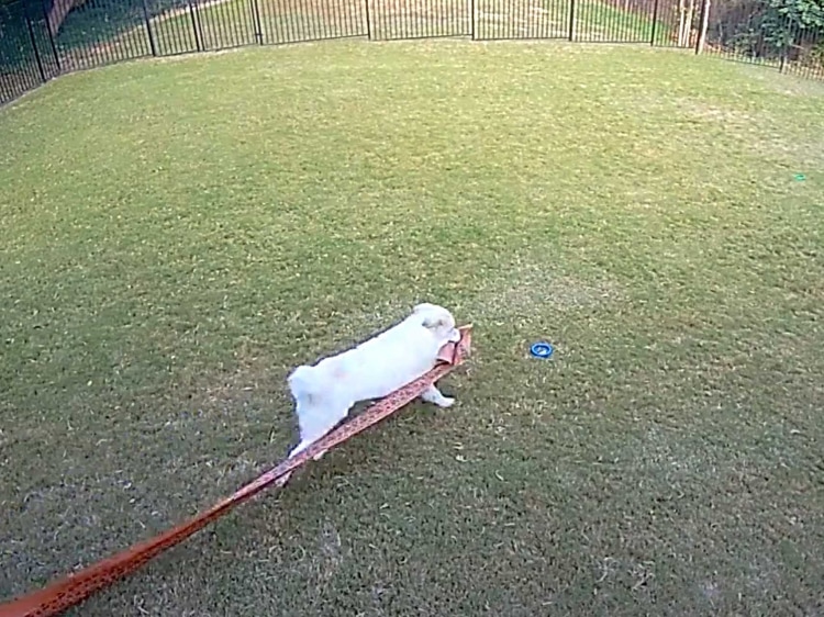 Dog outdoors in a backyard.