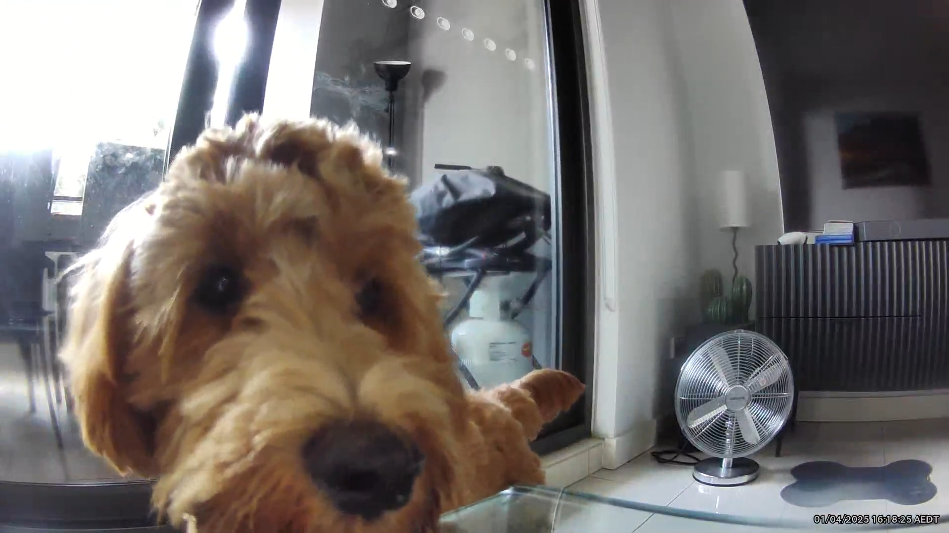 Upclose shot of George the puppy dog