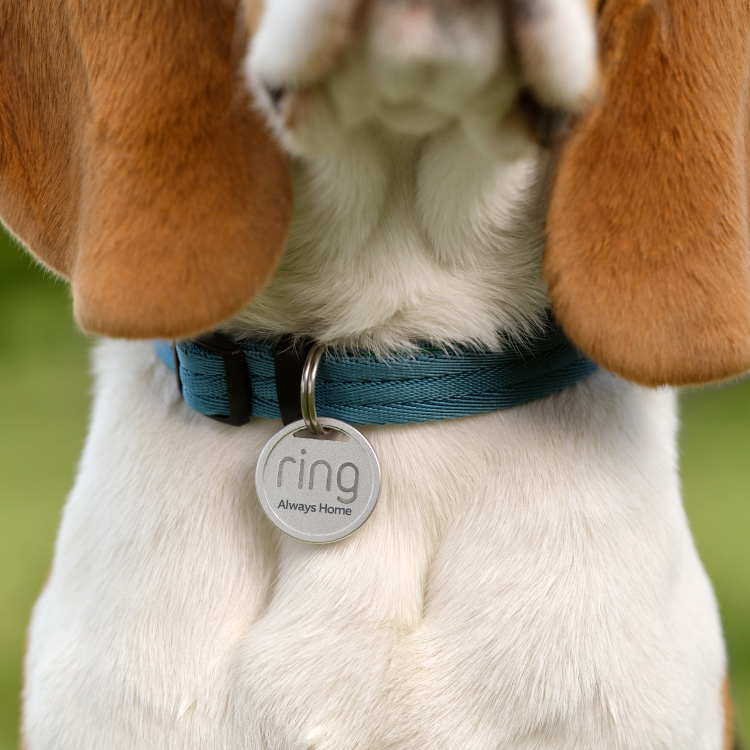 How to Put a Dog Tag on a Collar
