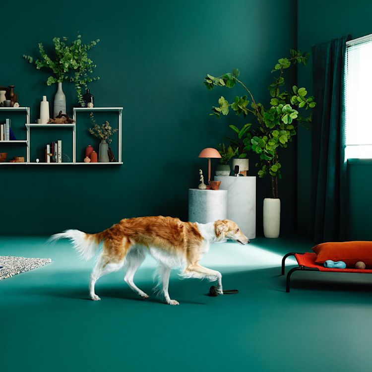 home monitoring checking in on the dog with a smart camera