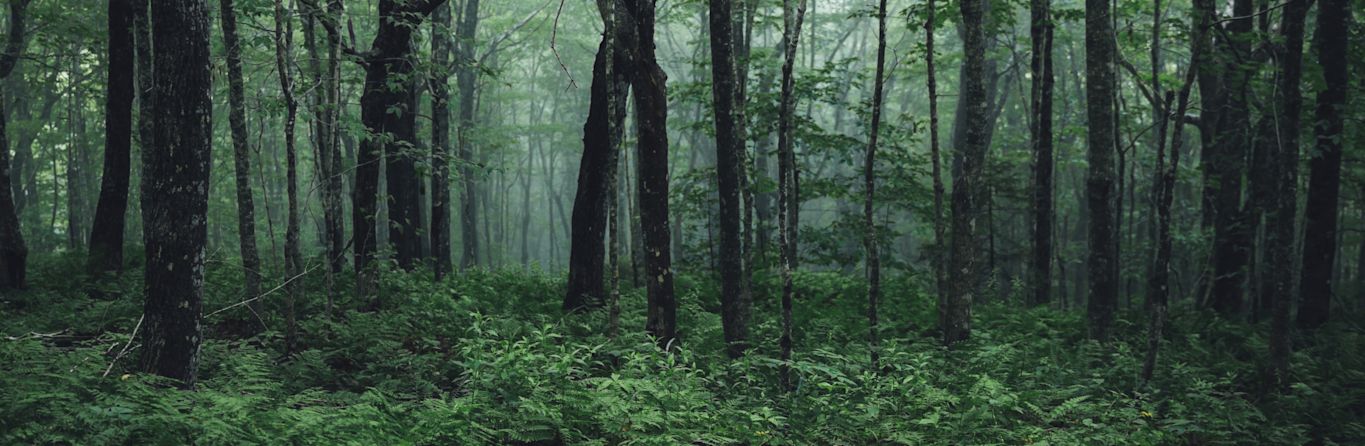 A verdant forest scene with ferns in the foreground and tall trees in the background.